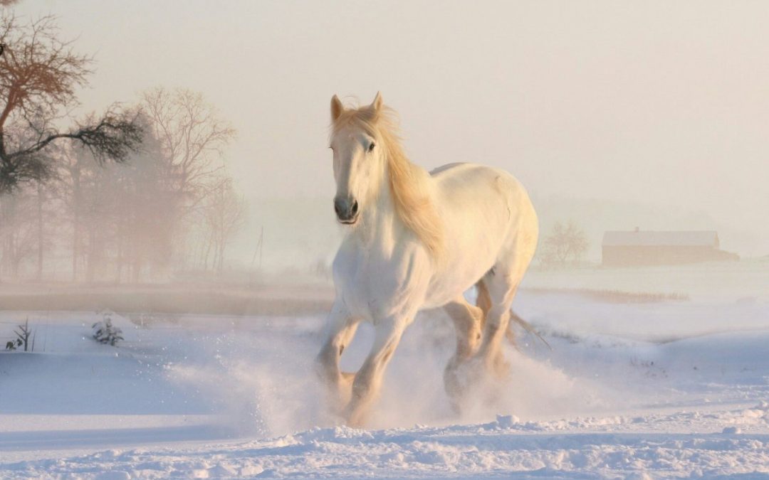 Le vieux paysan et son cheval blanc!